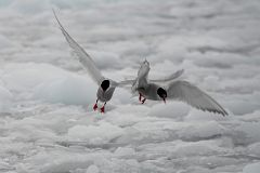 04B Two Antarctic Tern Birds Take Flight From The Ice In The Water Near Danco Island On Quark Expeditions Antarctica Cruise.jpg